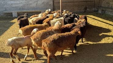 сухой корм для кошек оптом: Продаю | Овца (самка), Ягненок, Баран (самец) | Для разведения | Племенные, Котные, Кастрированные — 2