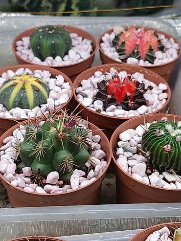 цветы кактус: В продаже радужные Гимнокалициумы (Gymnocalycium) с яркой жёлтой — 7