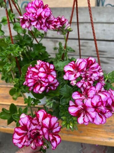 асбест бишкек: Пеларгония (плющелистная) — 4