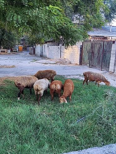 шотландская мраморная кошка: Продаю | Овца (самка) | Для разведения — 3
