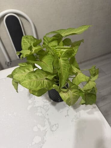 купить комнатные цветы недорого: Пальмы(Хомедория),замиокулькасы(доллар) Зензи,черный доллар,зеленый — 3