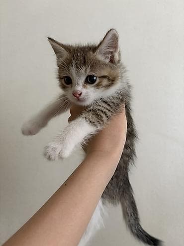кел кел: Котята подкидыши 
Приручены к лотку — 4
