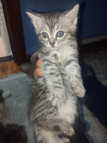 scottish fold: Кошка даром: Беспородная, Мальчик — 2