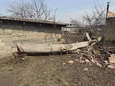 мешок дров: Жаңгак/ствол спиленного дерева. Описание: - Крупный цельный ствол — 1