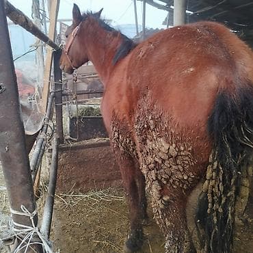 Грызуны: Продаю | Кобыла (самка) | Рабочий — 4