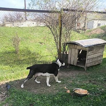 бишкек ит: Алабай, 2 айлык, Эркек, Ит тегин тастыктоочу документ — 8