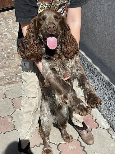 собака для ахоты: Русский охотничий спаниель! Предлагаются к бронированию щенки — 9