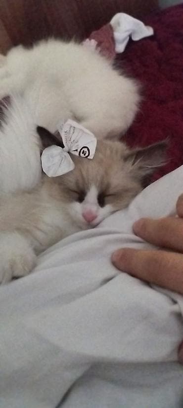 манчкин котята купить: Ангорская, 2 месяца, Девочка, Метис — 1