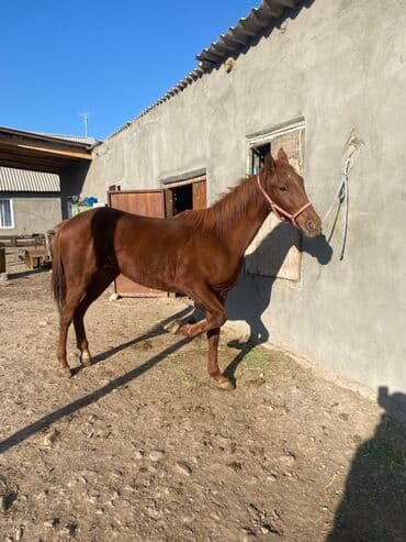 корм для домашних животных: Продаю | Кобыла (самка) | Рабочий — 4