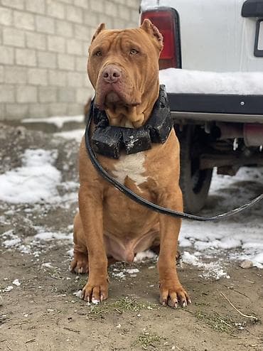 Ит бекер берем: Вязка!вязка! Питбуль Пират 1.5 года 50 кг чемпиона Кыргызстан 🇰🇬 тяж — 1