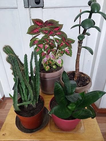 круглый: Распродажа: 5 цветков Денежное дерево( толстянка)- приносит удачу и — 1