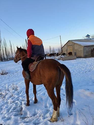 жорго жылкы: Сатам | Жылкы (эркек) | Аргын | Ат спорту — 5