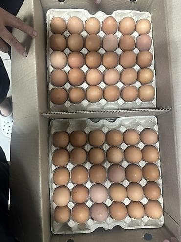 уголь токмок: Яйцо куриное пищевое, С1, ГОСТ 32. - Категория: С1 (столовое куриное — 7