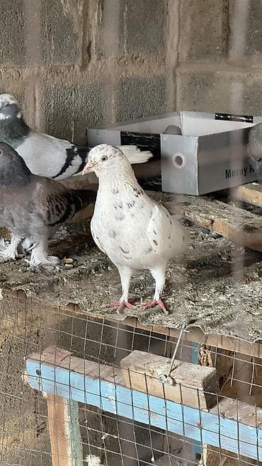 продажа попугаев жако: Две голубки лет игра есть несута и пискунов хорошо кормит — 2