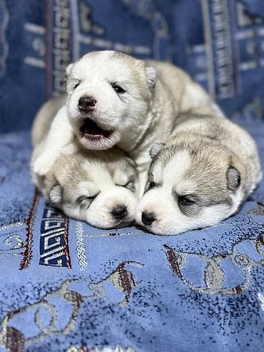 Услуги ветеринара: В продаже, щенки Хаски для раннего бронирования Д/Р 25/01/26. Помёт из — 5