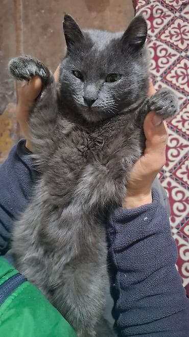 Плюшевый серый кот - Порода/ перс короткошёрстный кот с плотной