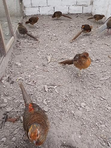 купить поросят: Продам молодых золотых фазанов — 2