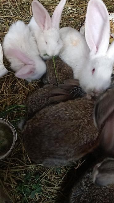разведение рыб: Продаю | Крольчата | Фландр | Для разведения — 4