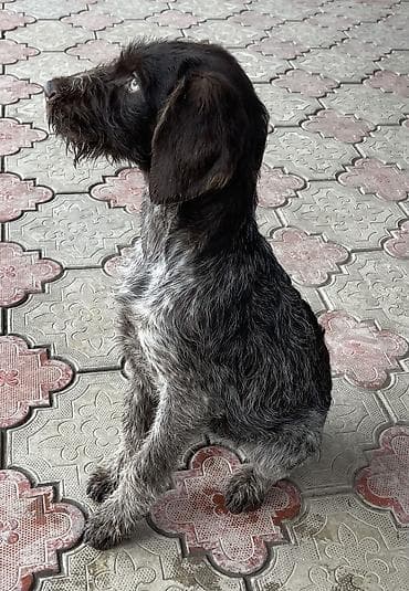 Ит бекер берем: Дратхаар, 5 айлык, Ургаачы, Эмделген — 4