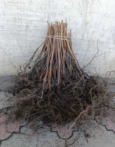 малина саженцы полька: Саженцы малины «Полька» (ремонтантный сорт) Описание сорта: - — 3