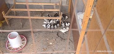 попугай токмок: Продаю | Куры | Для разведения — 8