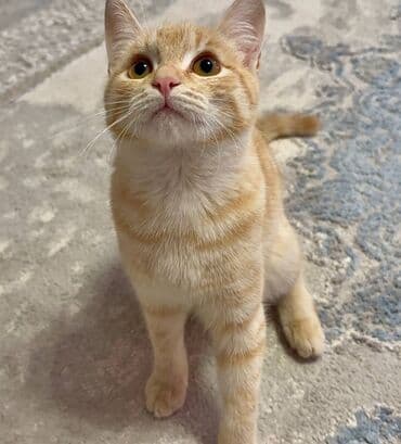 египетская кошка сфинкс цена: Рыжий домашний котёнок с короткой шерстью и выразительными янтарными — 4