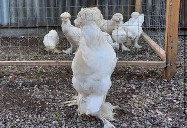 продажа щенков немецкой овчарки в бишкеке с документами: Продам пару султанок — 1