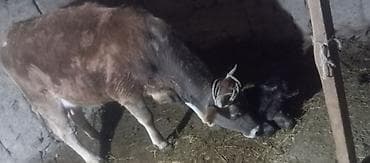 Айыл-чарба жаныбарлары: Сатам | Уй (ургаачы) | Сүт алуу үчүн | Музоологондон кийин — 5