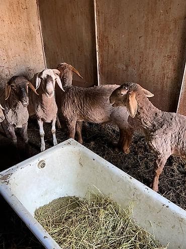 шпиц собака цена бишкек: Продаю | Овца (самка), Ягненок, Баран (самец) | Гиссарская, Арашан | Для разведения | Матка — 4