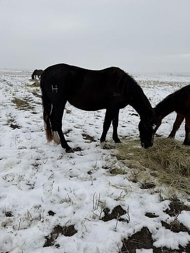 хаски собака цена: Продаю | Кобыла (самка) | Рабочий — 6