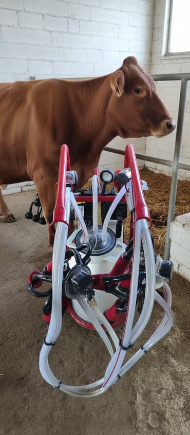 сколько стоит собака породы доберман: Продаю дойнный аппарат на 2 коровы.Состояние отличное.Цена 30000 — 1