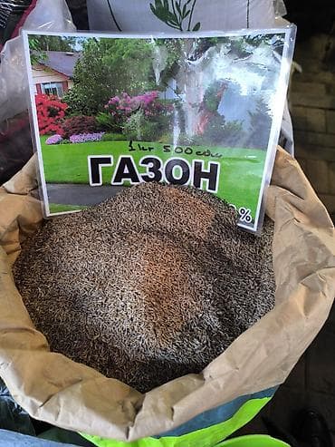 семена клевер белый: Газонная травосмесь (семена для газона) - Тип: семена газонных трав в — 1