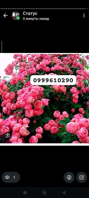 цветник: Саженцы цветка: Розы, Платная доставка — 10