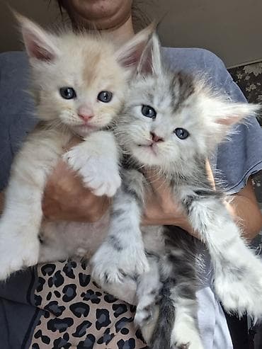 котят в хорошие руки: 🐾 В продаже элитные котята мейн-куны с полным пакетом Документов — 5