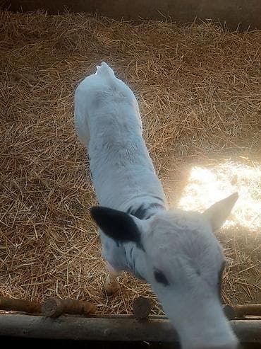 аквариумные черепахи мини: Продаю | Музоо, торпок | На откорм | Искусственник — 1