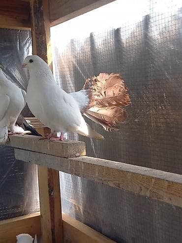 павлинов: Продаю | Куры | Для разведения — 4