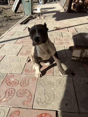 Иттер сатылат: Питбуль, 4 айлык, Ургаачы — 2