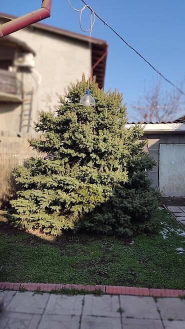 Ель декоративная (колючая, голубая/зеленая), крупномер для участка