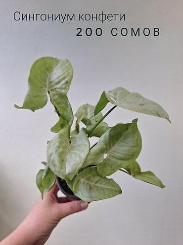 арбузов: 🌿 Комнатные цветы (укоренённые черенки/молодые растения/взрослые — 10