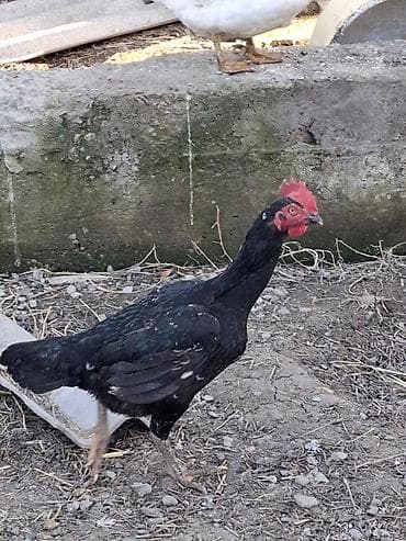 Үй жаныбарлары: Сатам | Тооктор | Үй | Көбөйтүү үчүн — 1