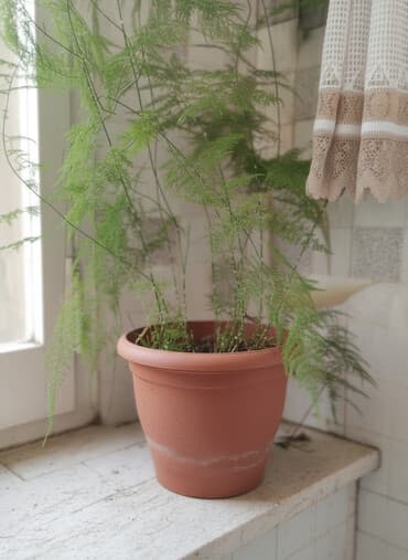 мандарин дерево: Аспарагус (Asparagus setaceus/плюмозус) в напольном горшке - Вьющийся — 1