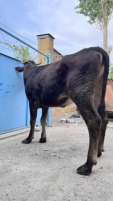 продажа собак бишкек: Продаю | Корова (самка), Тёлка | Голштин, Швицкая | На откорм, Для разведения, Для молока — 7