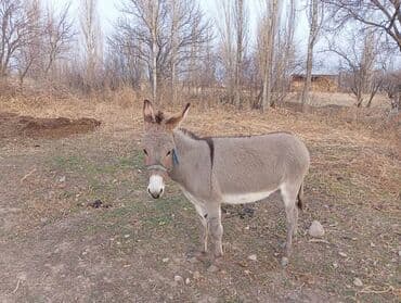 Осёл (домашний), серый окрас с тёмной «крестовой» полосой на спине и