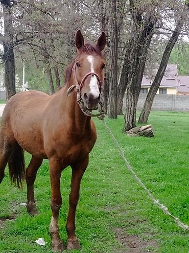 дакан белый: Продаю | Конь (самец) | Дончак — 2