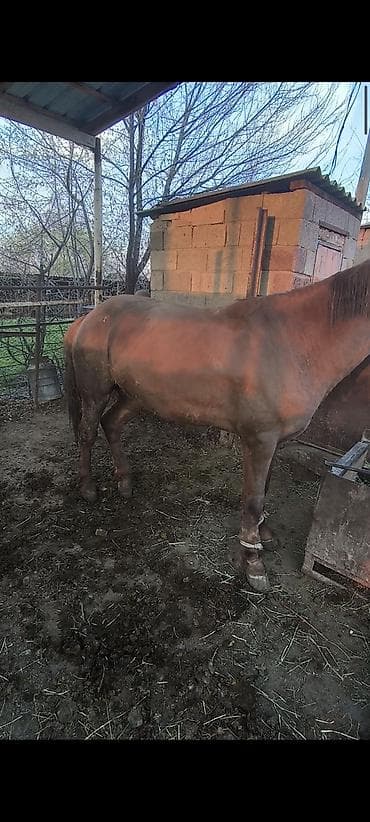 пони пони: Продаю | Жеребец | На забой | Племенные — 1