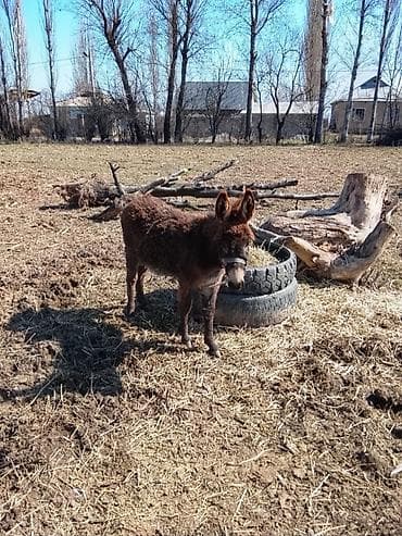 кукуруз варка: Жаш кодолек сатылат баасы 2500. жашы 1 жаш — 2