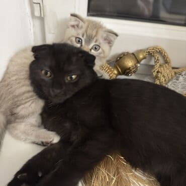 щенки стаффордширского терьера купить: Скотиш Фолд (Шотландская вислоухая), 2 месяца, Девочка, Черный, Приучена к лотку — 3