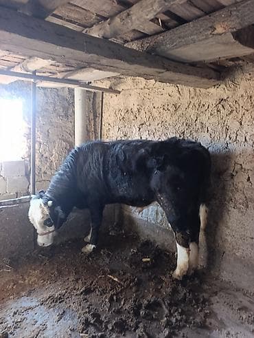 лошадь кок бору: Продаю | Бык (самец) | На откорм | Привязанные — 2