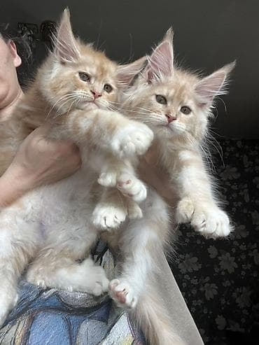 куплю хомяка с клеткой: Мощные эксклюзивные котята куны Мейн Куны с полным пакетом документов — 1