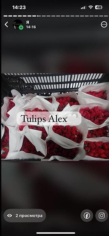 Кухонные принадлежности: Тюльпаны Tulips Alex💐🌷🌷 - Срезанные тюльпаны в упаковках по пучкам, в — 9